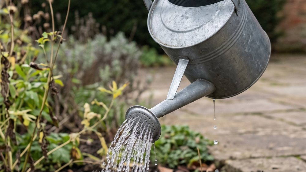Water pouring from the rose of a galvanised watering can onto the soil around a newly planted division, the dark earth soaking as it lands.