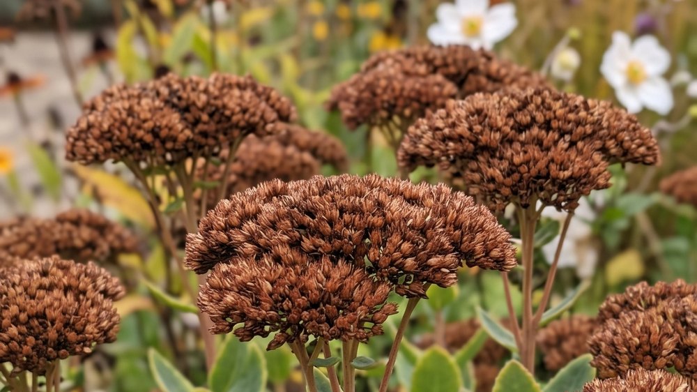 Broad flat sedum seedheads gone over from pink to deep rusty bronze, standing on thick upright stems.