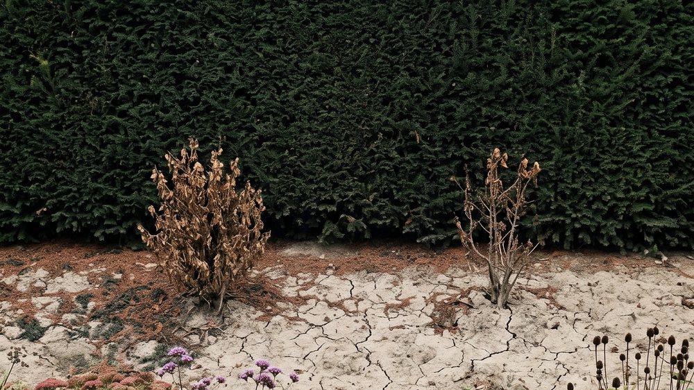 A clipped yew hedge above a strip of pale, dry, cracked soil in which two small shrubs stand dead and brown.