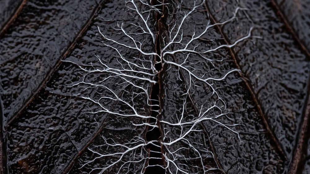 Close detail of a dark, wet, half-rotted leaf with a fine white web of fungal threads spreading across its surface.