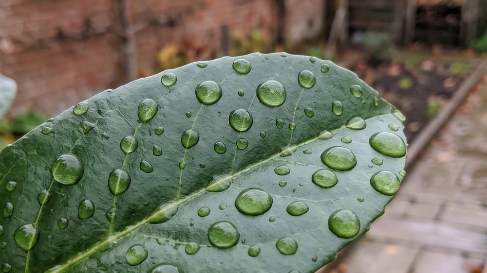 Macro view of a glossy dark green laurel leaf with large beads of rainwater sitting on its surface without wetting it.