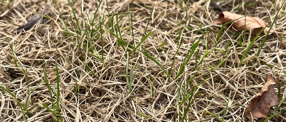 Drought-damaged lawn seen close up: dense straw-coloured dead grass with fine bright green new blades pushing up through it in patches.