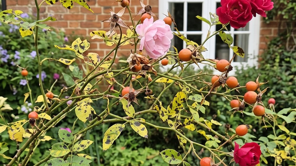 A rose at the end of the season against a red brick wall: brown papery spent flowers, small orange-red hips and one or two last pink blooms all on the same stems.